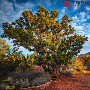 亚洲高清无码三级片全集
